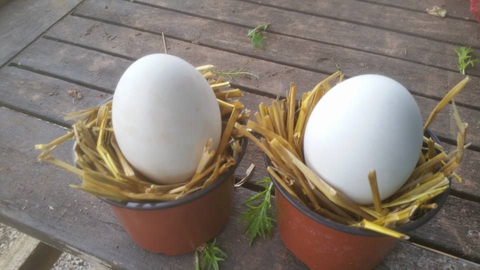 eggs