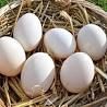 Organic duck eggs free range 