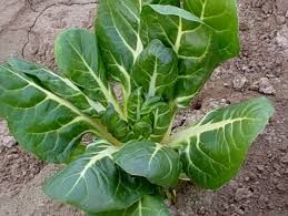 organic vegetables chard lettuce spinage kale beans cabbage 